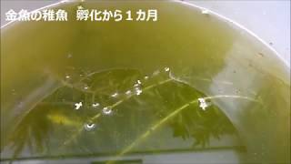 金魚の稚魚　孵化から１カ月