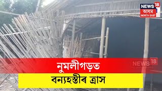 Numaligarh News | নুমলীগড়ৰ অব্যাহত আছে বন্যহস্তীৰ ত্ৰাস, কথমপি প্ৰাণ ৰক্ষা  কেইবাজনো লোকৰ N18V