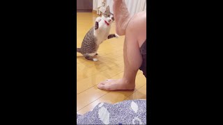 【保護猫】ご機嫌だったはずの猫が一瞬で怒る💢瞬間