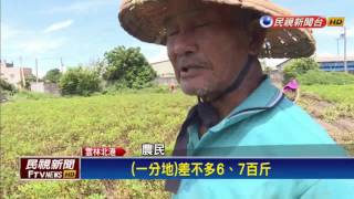 雨災 北港花生泡水 產量剩一半－民視新聞