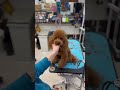 トイプードルさん❣️お顔カット✂︎仕上げ〜✨ トリミングサロン