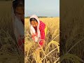 guys ন খাবলৈ আহিব 😊🌾 assamese views youtubevideo youtubeshorts viralreels subscribe