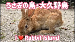 ウサギの島・大久野島のうさぎが近寄ってきた🐰 / Rabbit Island Trip