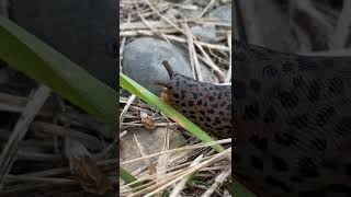 EYE CONTACT WITH A SLUG 😂#random #slugs #funny #shorts #animals #short