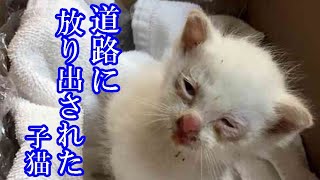 【衝撃】道路に投げ出された子猫。大怪我と大病で命の危機に・・・。子猫は乗り越えられたのか！？【心打たれる話】