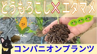 とうもろこしとエダマメを混植するといいことお伝えします！