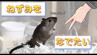 撫でられたくないネズミVS撫でたい飼い主【カラージャービル/スナネズミ】