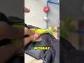 Squeezing a Parrot’s Belly to Save Its Life! 😯