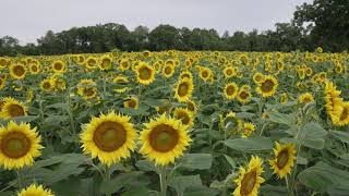 Sunflower Season