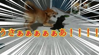 柴犬、うさぎのおもちゃに本能むき出し【楽しくって、つい】