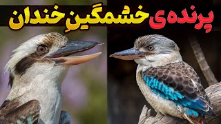 رازهای شگفت‌انگیز کوکابورای خندان | پرنده‌ای خشمگین با خنده‌ای شبیه انسان!