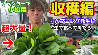 【超大量！】プランターで育てた小松菜をついに収穫します【家庭菜園】