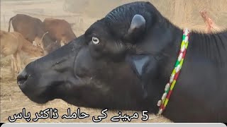 پیورنیلی کی بھینسں برائے فروخت#Nili Rave Buffalos for sale in punjab on YouTube sale،03065110914