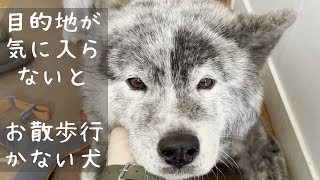 「秋田犬」お散歩は行きたいのを匂わせつつ、公園に連れってってもらうまでは動かないスタイル