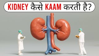 किडनी कैसे काम करती है? | How Kidney Works?