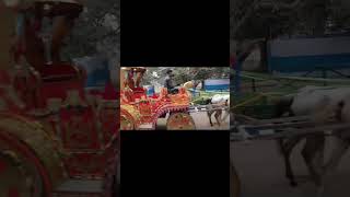 Horse carriage kolkata near Victoria YouTube short