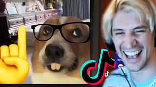 xQc Reacts to TikToks that will keep you laughing for 24 minutes