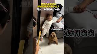 寶寶犯錯要挨打 懂事的狗狗護著小主人  #萌娃 #萌宠  #shorts