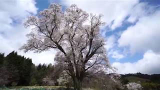 4k 2018 千鳥別尺のヤマザクラ（Chidoribesshaku's Cherryblossoms in Shobara City Hiroshima Japan)