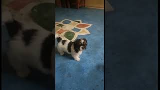 Available puppies in pets at home / Nagpur/ 8888845088 / Dog / Puppy