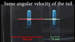 Stokesian swimming of a helical robot in cylinderical tubes