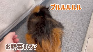 【鳴き声】しっかりお返事するモルモットもるちゃん