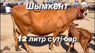 Бұзаулы сиыр. Құнажын. Қысыр сиыр, Бұзау. 02.08.2023