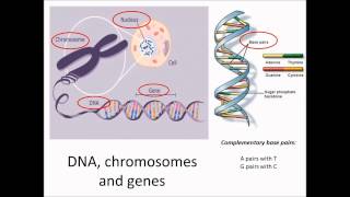 DNA, chromosomes and genes