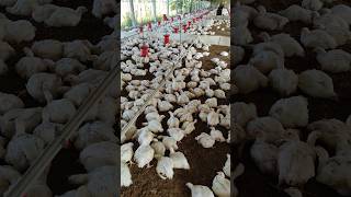 Extreme Heatwave at the Farm: How It Affects Our Chicks #poultry #poultryfarming #trending #shorts