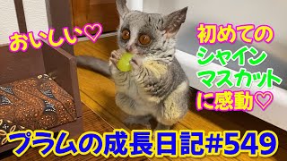 【ショウガラゴ プラム 初めてのシャインマスカット♡】プラムの成長日記 549