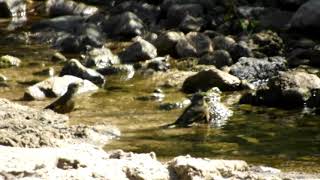 気持ちよさそうに水浴びをするカワラヒワ～野鳥観察　0551