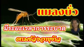 แมลงบั่วระบาดในช่วงอายุข้าวเท่าไร?