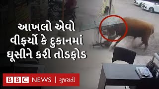 Bull Attack Video : કસાઈને ત્યાં લઈ જતા હતા, જુઓ વિફરેલા આંખલાએ કેવું તોફાન મચાવ્યું?