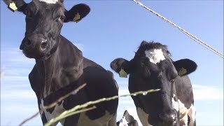 Sustainable Dairy Farming | Carbon Net Zero 2050