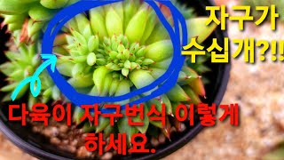 다육이 자구번식 이렇게 하세요. 다육이들 자가번식 한다?!! 비법공개 약속까지! 안보면손해~! 다육자연군생은 이렇게! SucculentGarden, 다육이키우기, 다육식물,