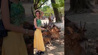 なんて素晴らしい光景🦌外国人観光客🦌Nara Park▶️クリックするとロングバージョンに移ります