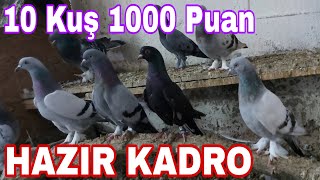 GİTTİLER. Hazır Kadro. 10 Kuş 1000 P. Watsap. Seferli Oyun Kuşu,Hazır Oyun Kuşu,Saatlik Oyun Kuşu