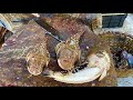 FISH CUTTING VIDEO | #KASIMEDU | UK SONS MARINE