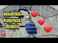 @cicikusmavis5575 kesinlikle kuşunuza dinletin #konuşanmuhabbetkuşu  #aşkoşum #öpücük #babacik