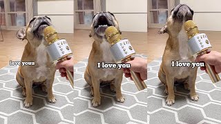 Talking French Bulldog Sings I Love You 😭