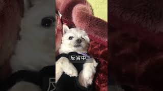 飼い主に怒られたら仰向けになって固まるチワプーとうふ🐶💦