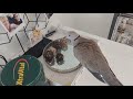 pet dove skippy shenanigans vlog 66 life with doves