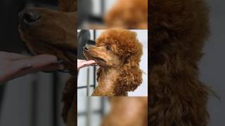 How to shave a Poodle’s face - Dog Grooming Tutorial