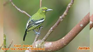 Macam macam Burung Cipoh / Sirtu / Sirdung Ioras (Aegithinidae)