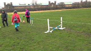 Sandy learning agility at The Mayhew Animal Home