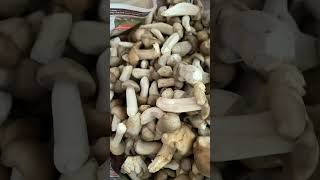 อ่อนๆเลยค่า 🍄🍄 เก็บเห็ดเป๋าฮื้อ |ที่ไอซ์แลนด์ดินแดนสุดขอบโลก