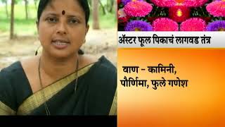 Peekpani | Dr Manisha Deshmukh On Aster Flower Plantation And take Care