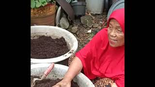 TESTIMONI HASIL KOMPOS SAROK BALAI OLEH IBUK AAN PENSIUNAN GURU DI PADANG