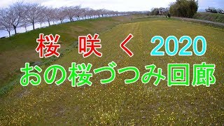 桜咲く2020【おの桜づつみ回廊】がんばろう日本　Cherry blossom in JAPAN (ONO SAKURA BANK ROAD)