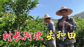 阿欢跟着村长去田里兜转，让他帮忙物色一块好田地，准备种植香芋【乡情阿欢】